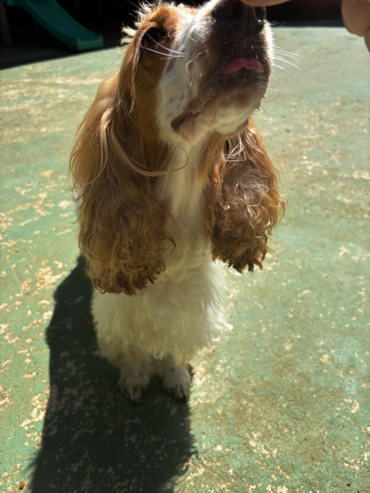 Foto do dia 25/03/2026 11:30  na clínica Animal House