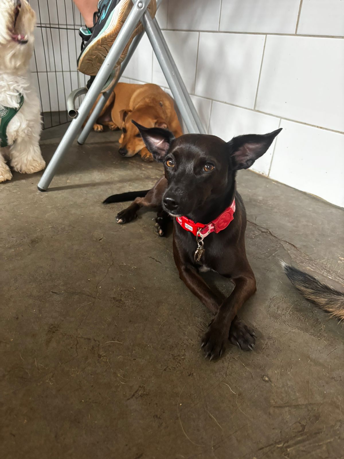 Foto do dia 25/03/2026 14:56  na clínica Animal House