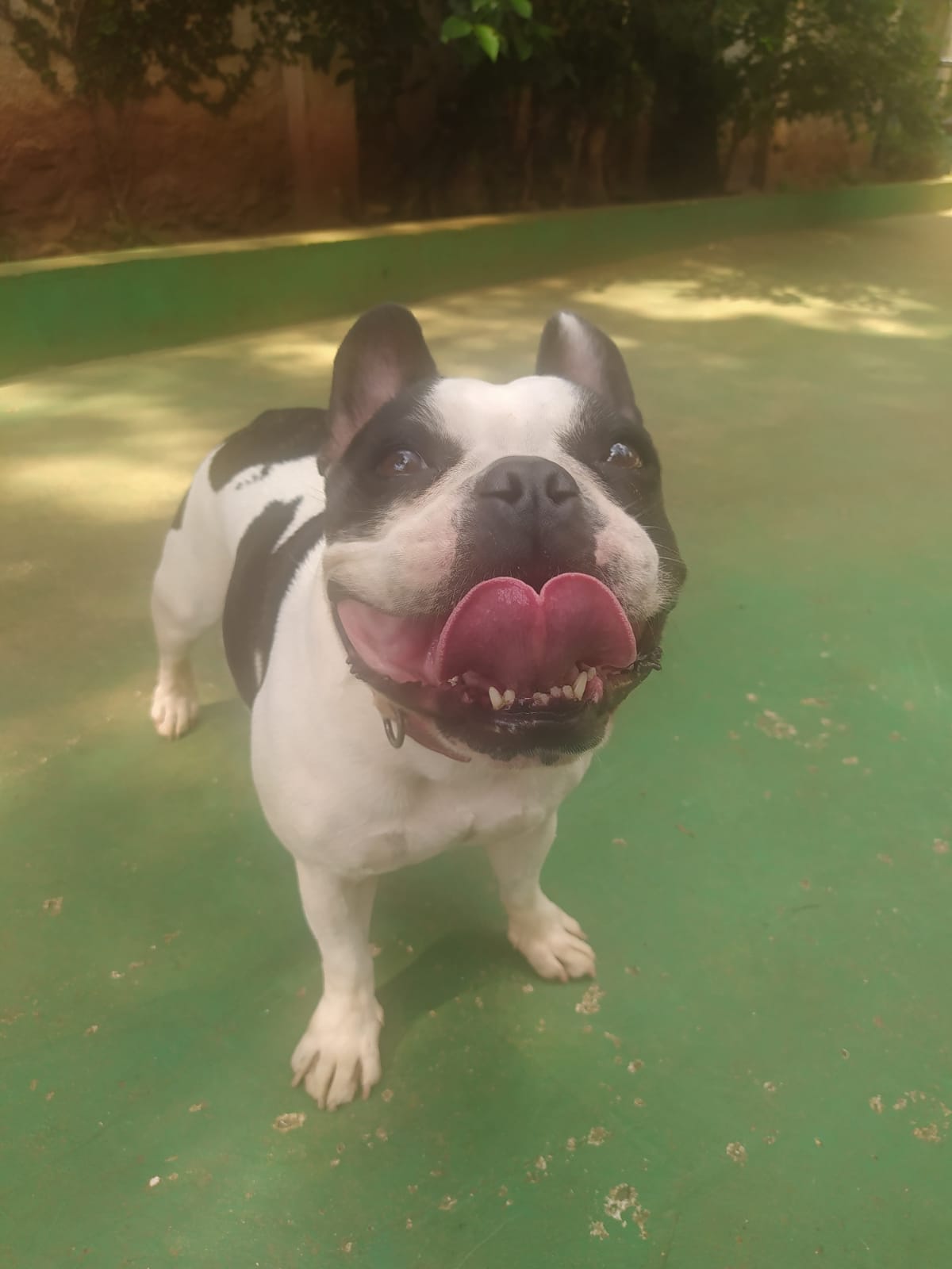 Foto do dia 26/03/2026 10:40  na clínica Animal House