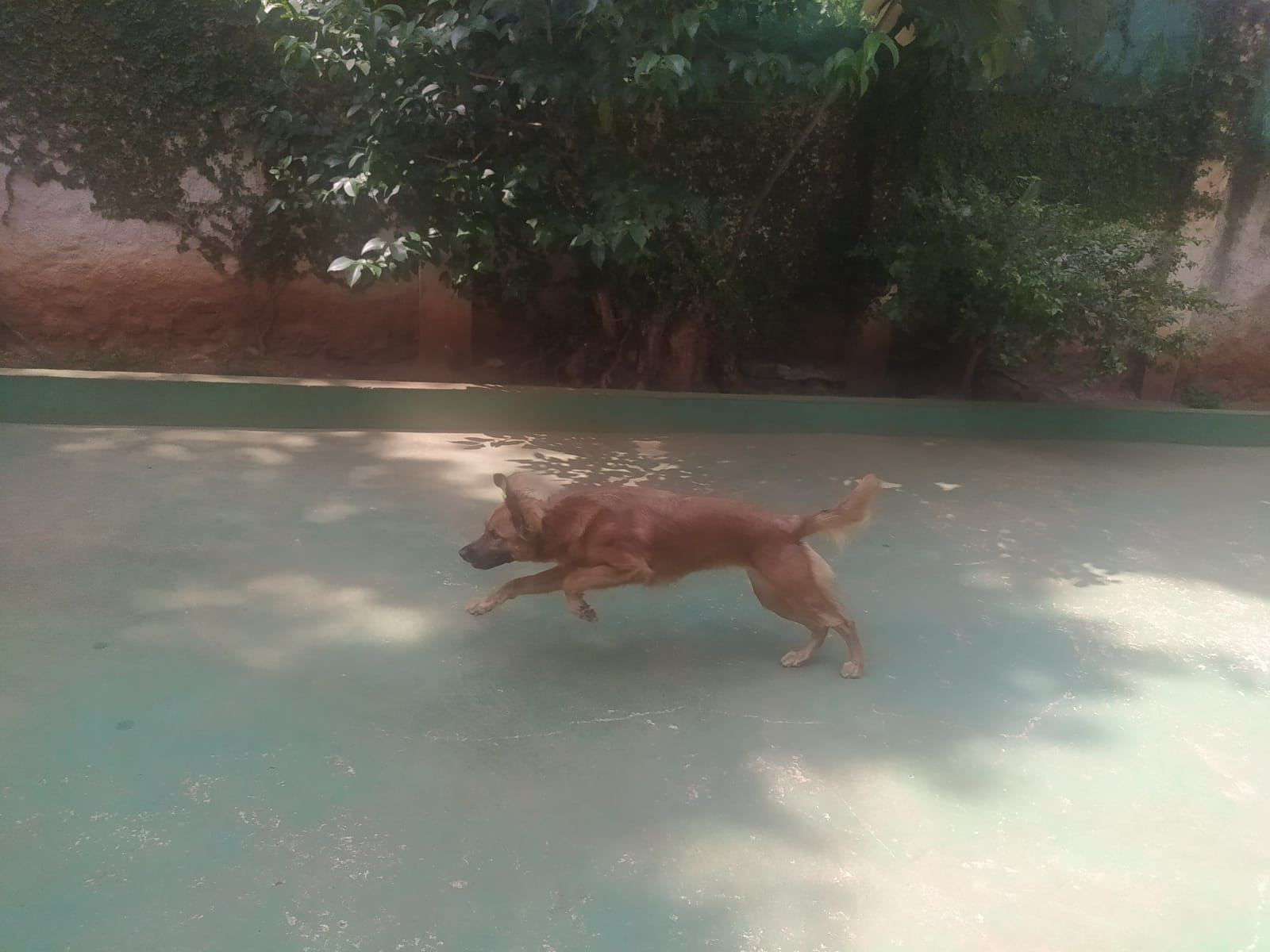 Foto do dia 26/03/2026 10:47  na clínica Animal House