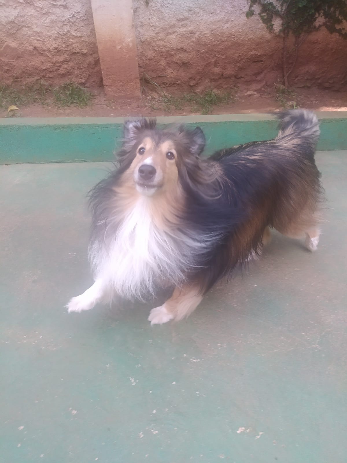 Foto do dia 26/03/2026 11:02  na clínica Animal House