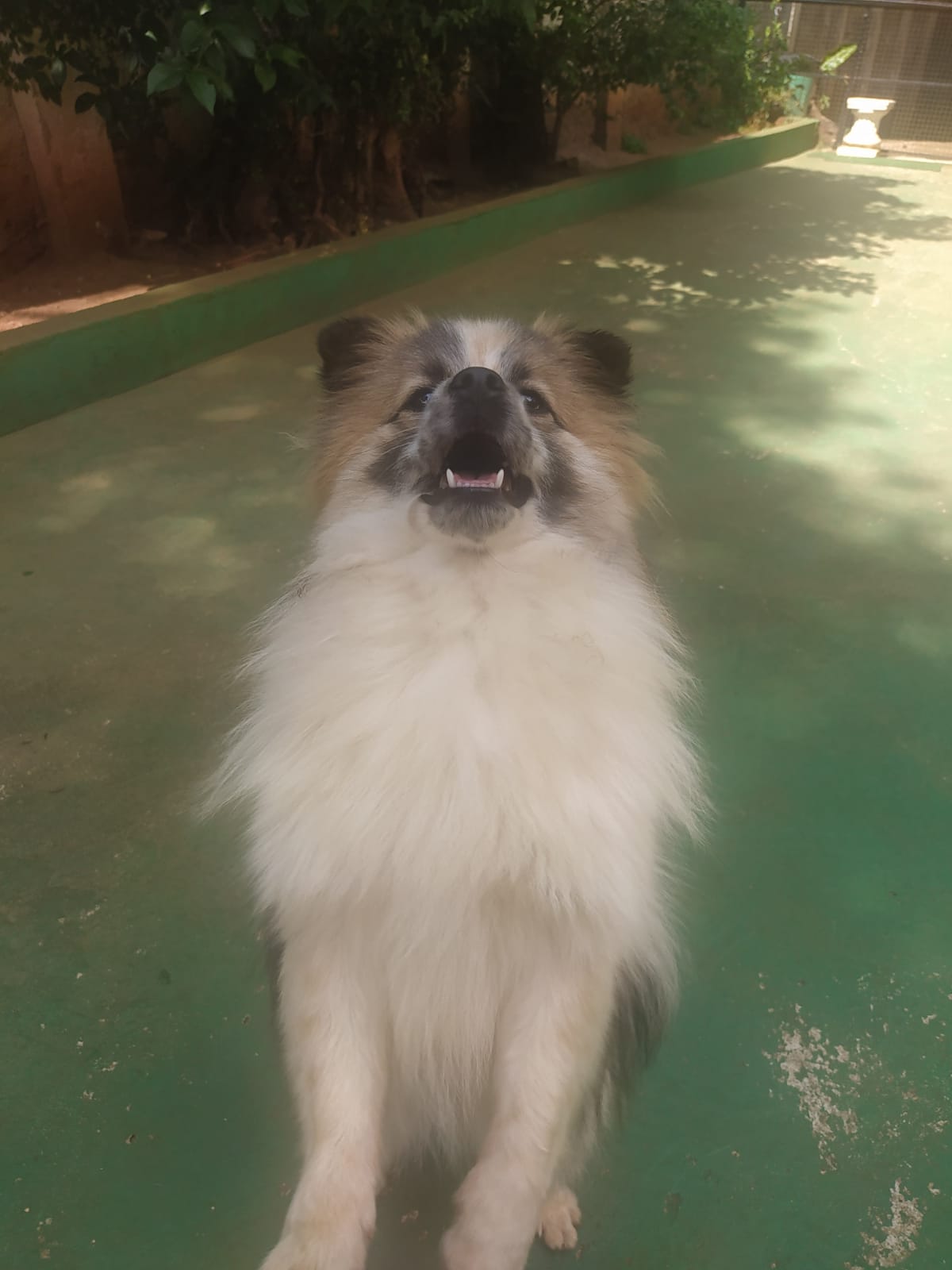 Foto do dia 26/03/2026 11:04  na clínica Animal House