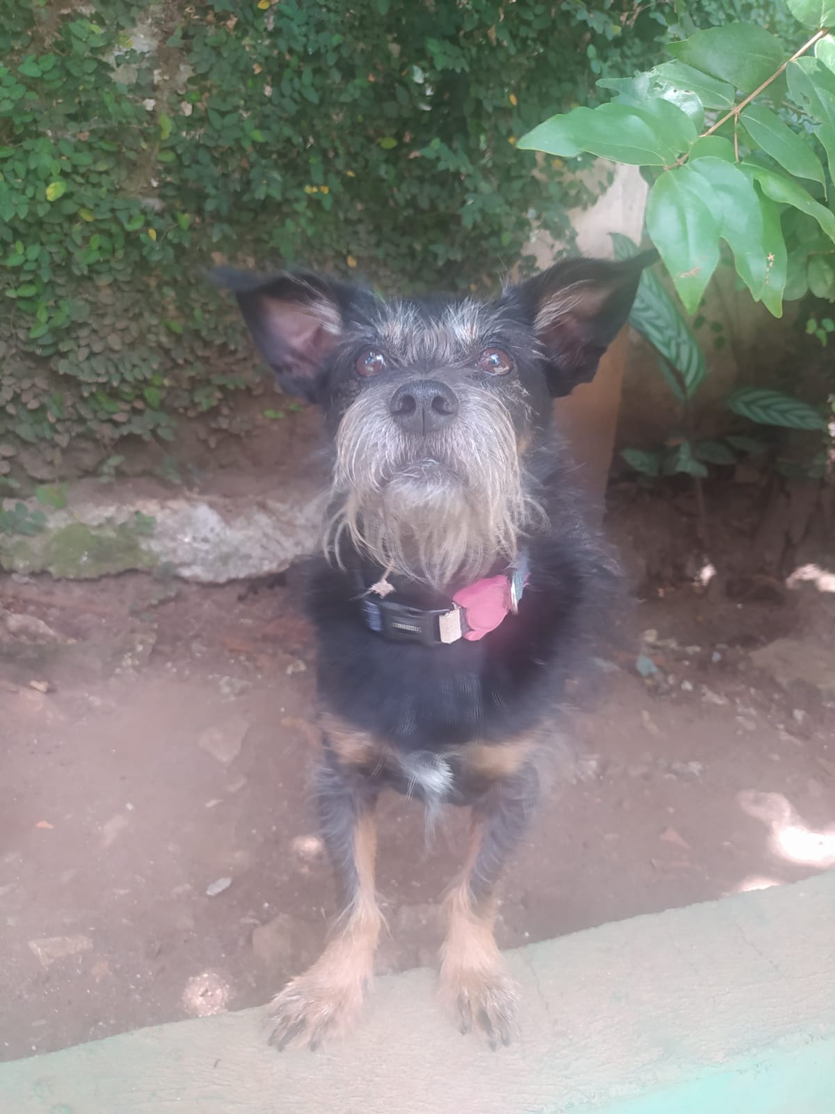 Foto do dia 26/03/2026 11:23  na clínica Animal House