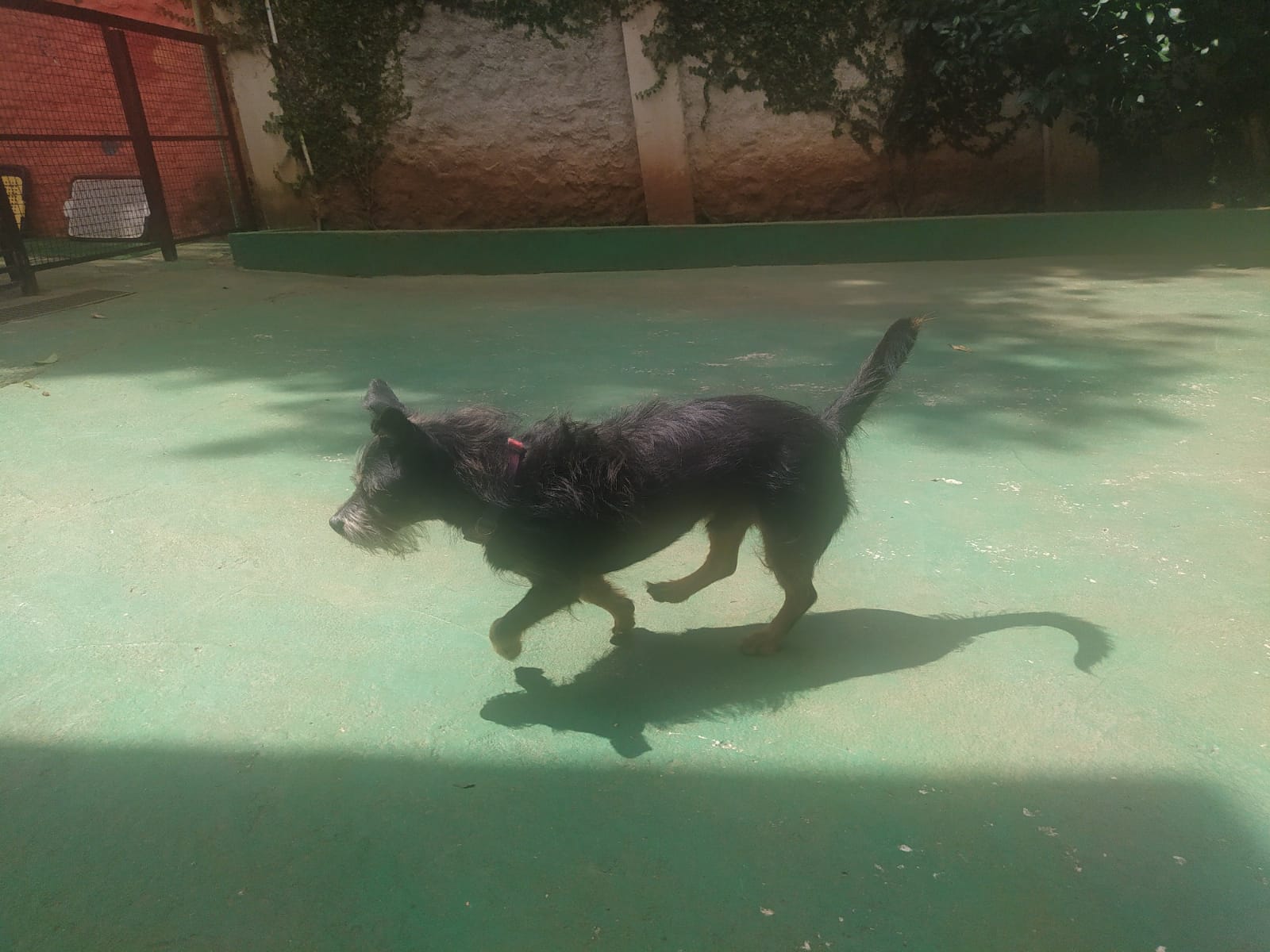 Foto do dia 26/03/2026 11:23  na clínica Animal House