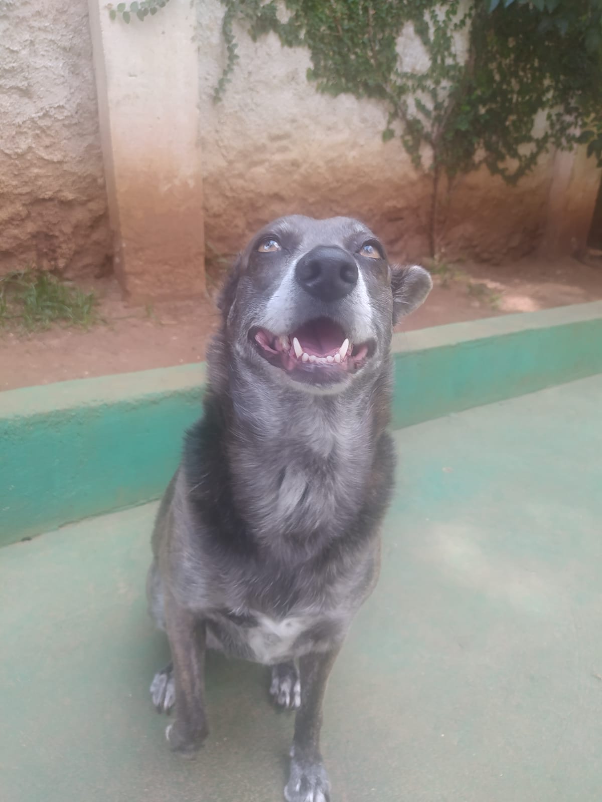 Foto do dia 26/03/2026 11:28  na clínica Animal House