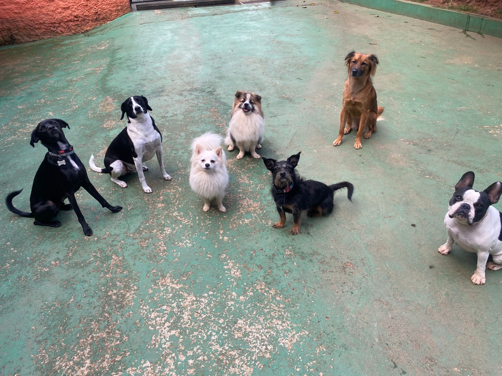 Foto do dia 26/03/2026 15:10  na clínica Animal House