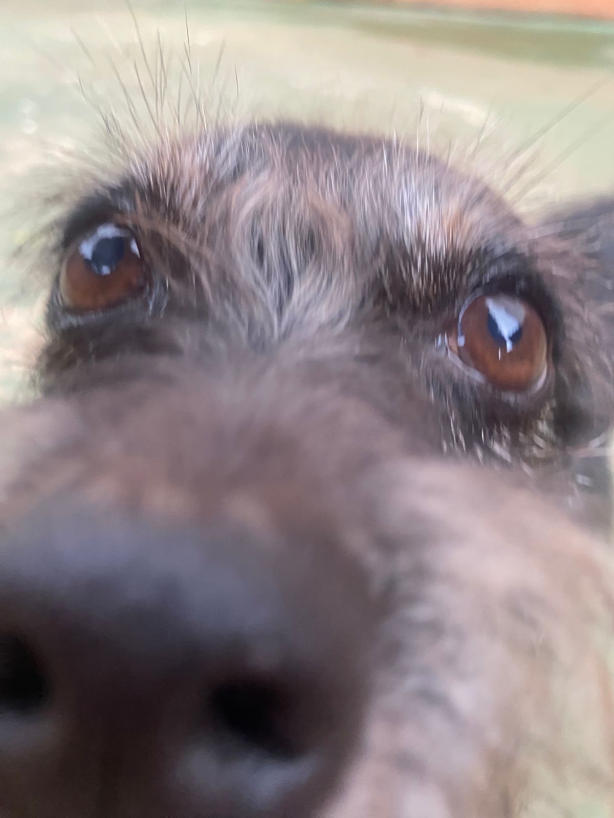 Foto do dia 26/03/2026 17:26  na clínica Animal House