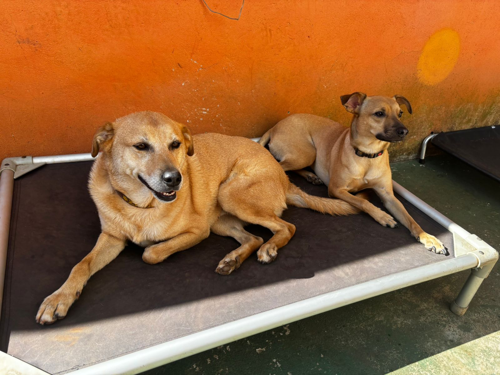 Jose carlos e Kyra só na sombrinha 🥵