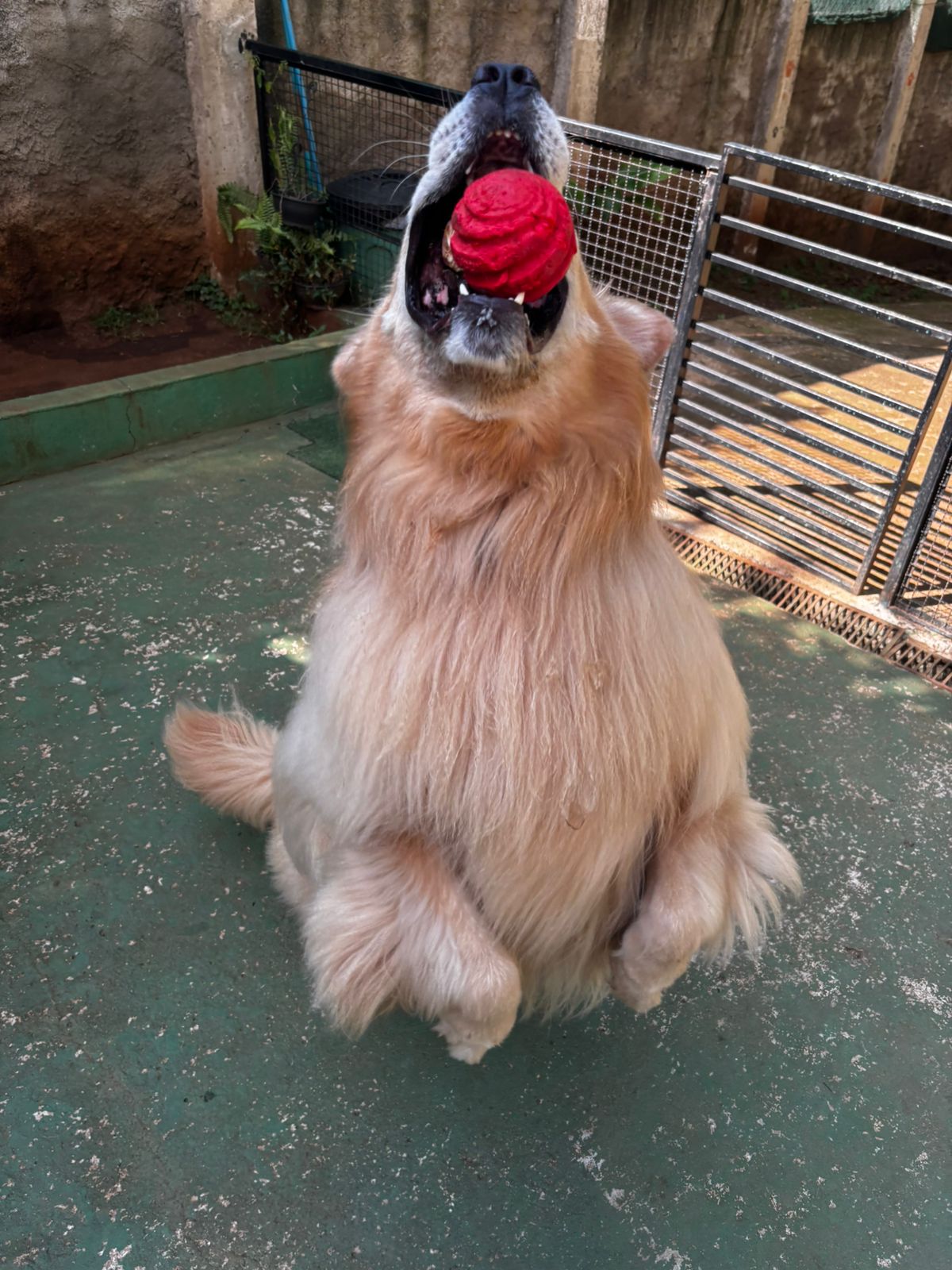 Foto do dia 27/03/2026 09:55  na clínica Animal House