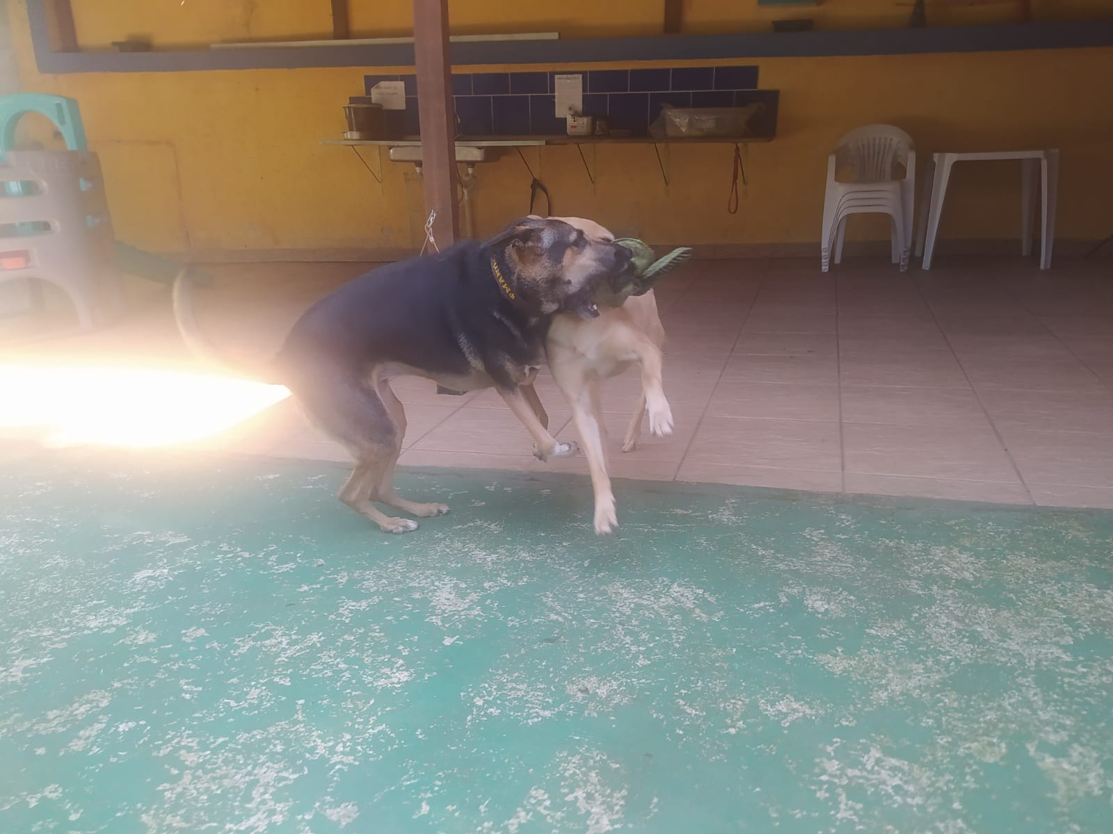 Foto do dia 27/03/2026 10:14  na clínica Animal House