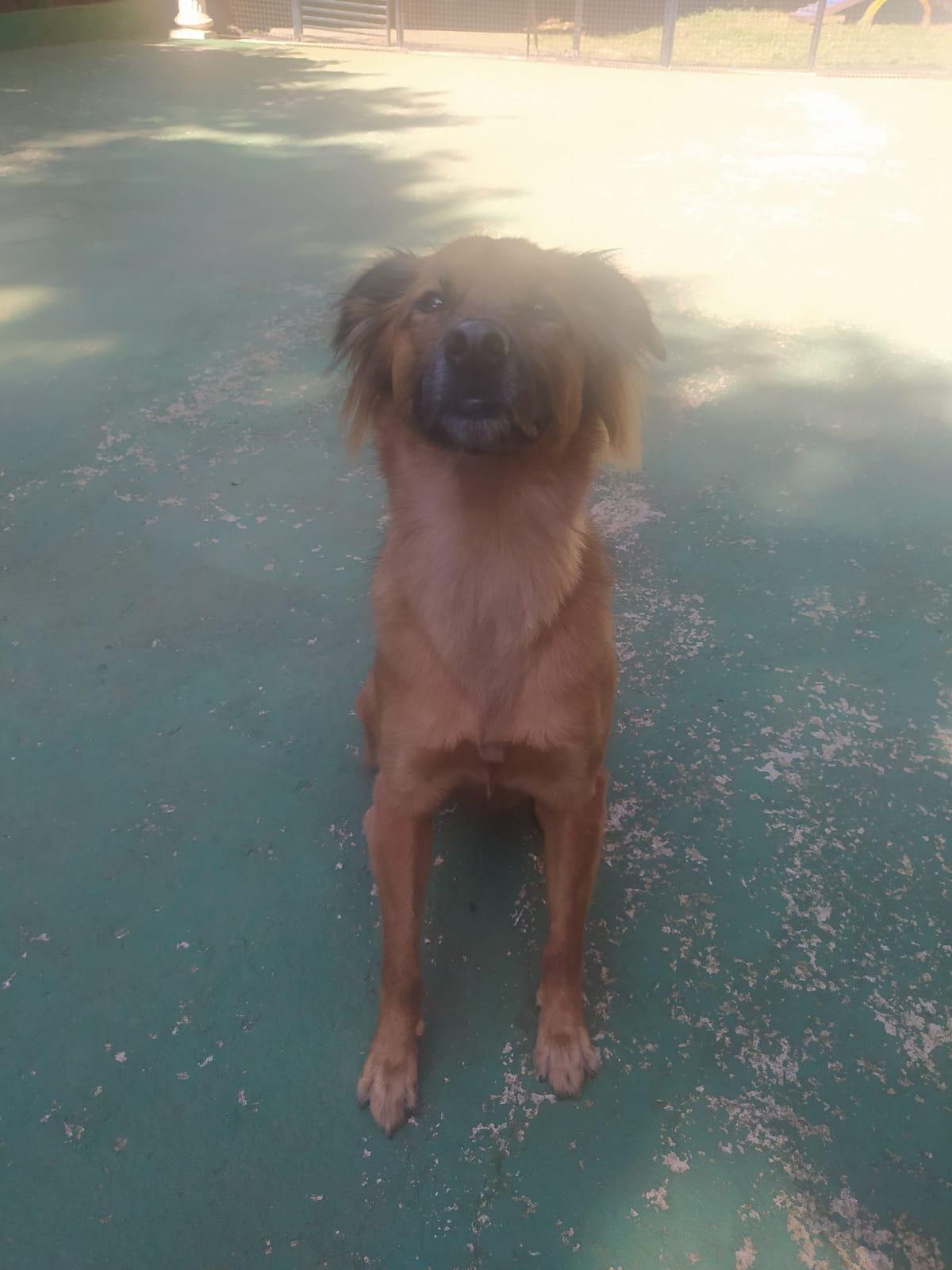 Foto do dia 27/03/2026 10:24  na clínica Animal House