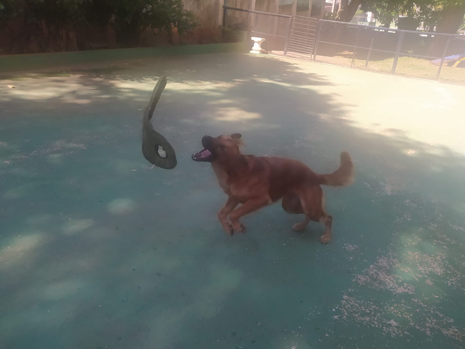 Foto do dia 27/03/2026 10:24  na clínica Animal House