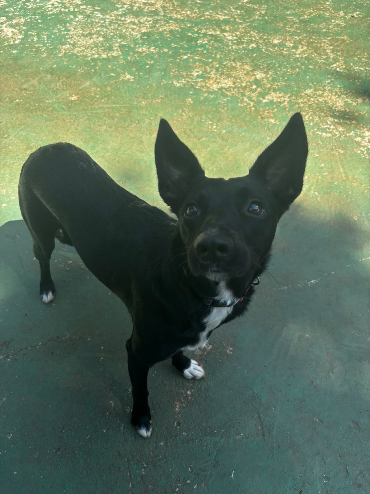 Foto do dia 27/03/2026 10:40  na clínica Animal House