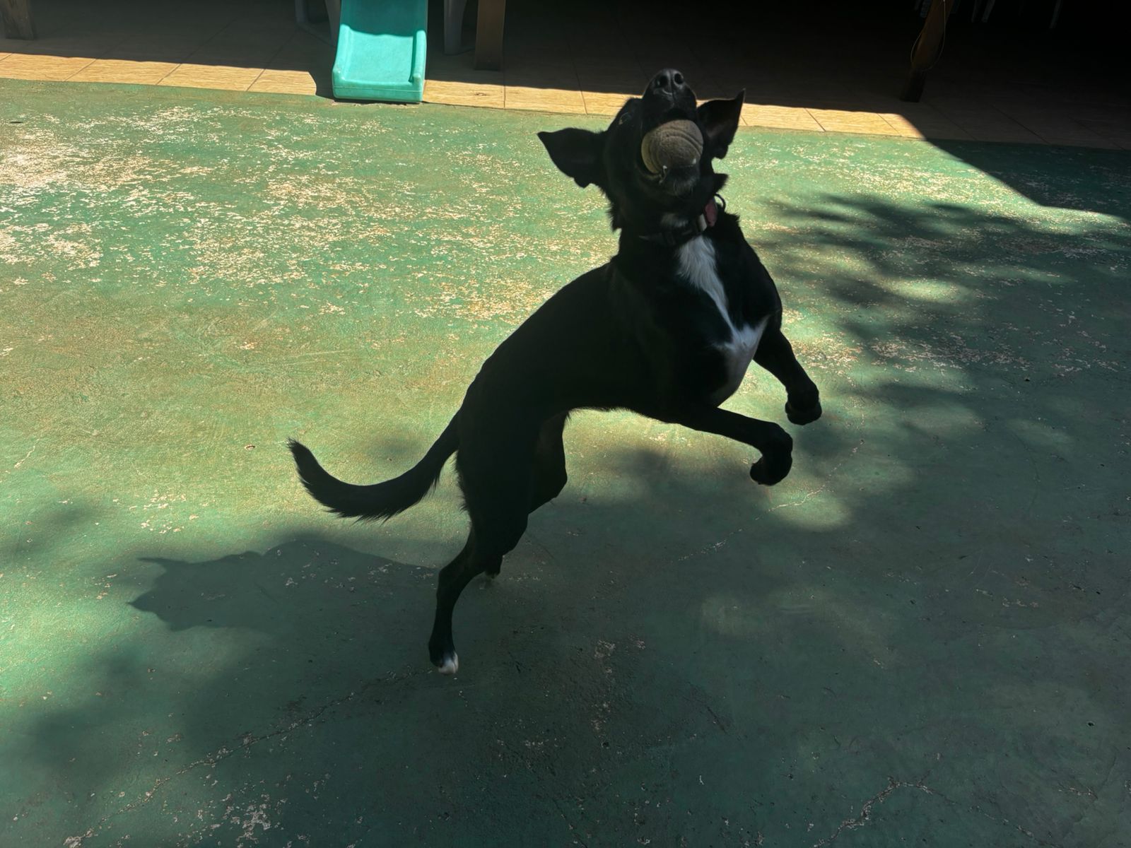 Foto do dia 27/03/2026 10:40  na clínica Animal House