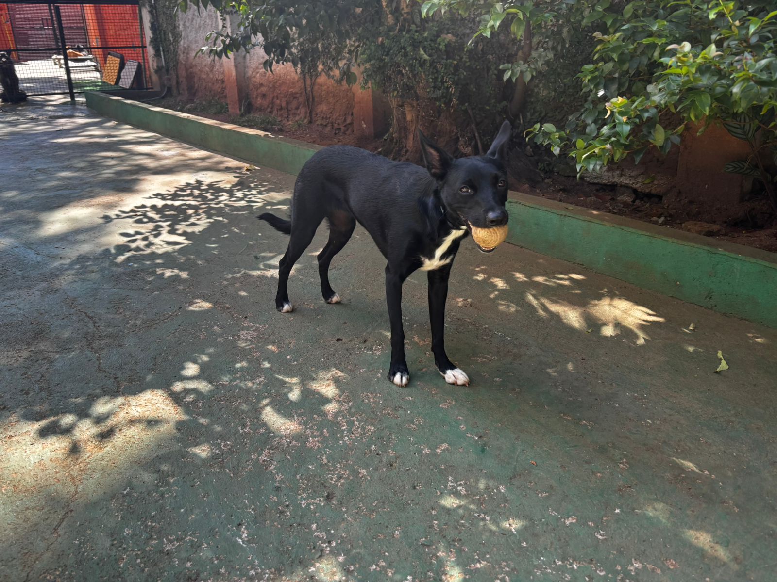 Foto do dia 27/03/2026 10:40  na clínica Animal House