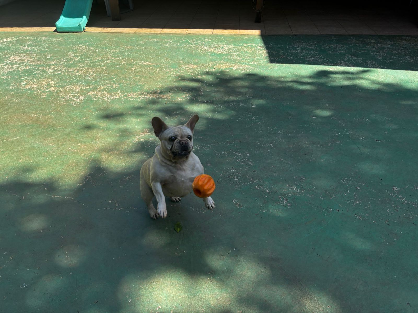 Foto do dia 27/03/2026 10:50  na clínica Animal House