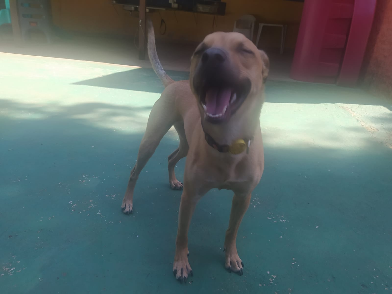 Foto do dia 27/03/2026 11:05  na clínica Animal House