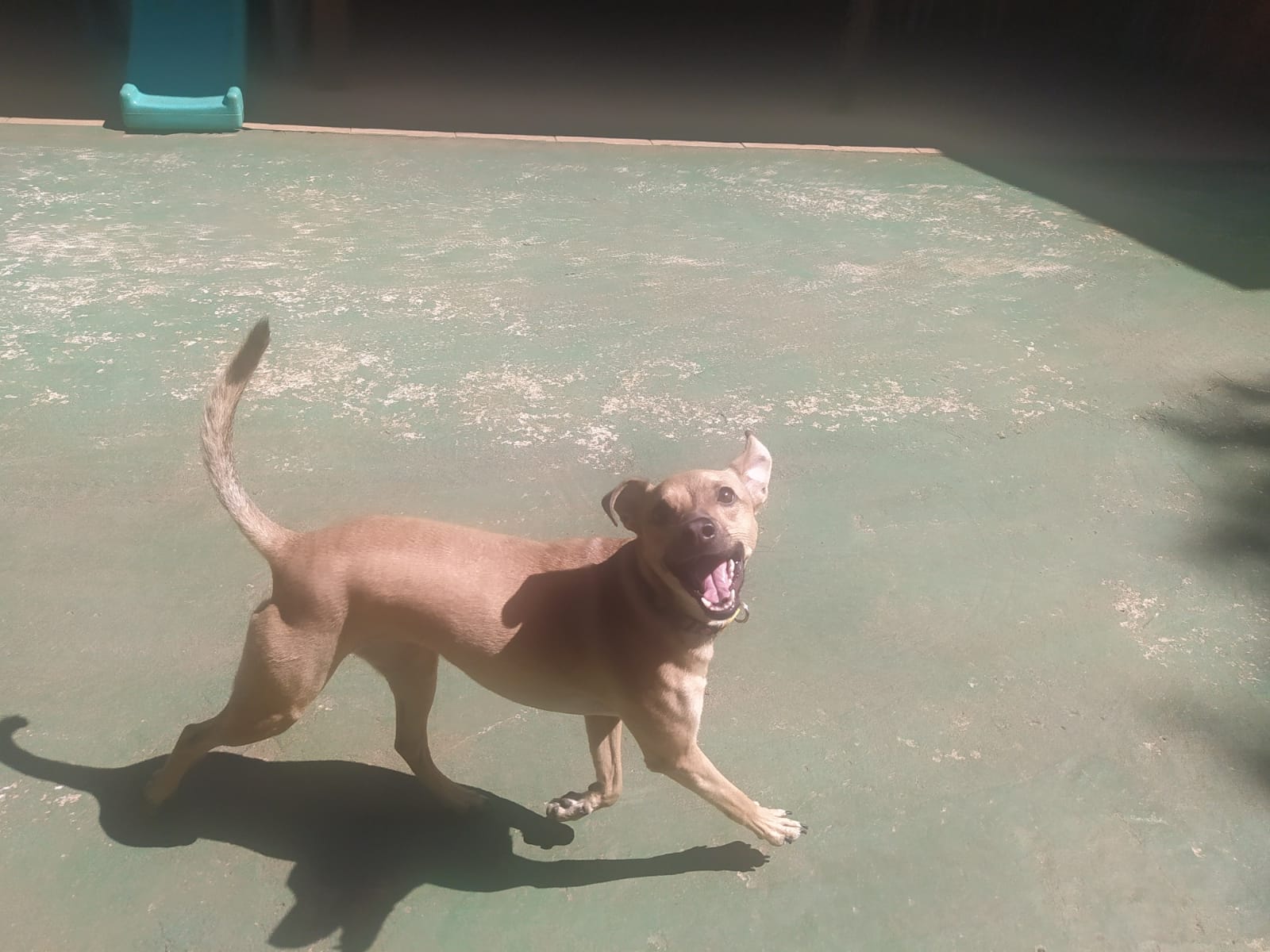 Foto do dia 27/03/2026 11:05  na clínica Animal House