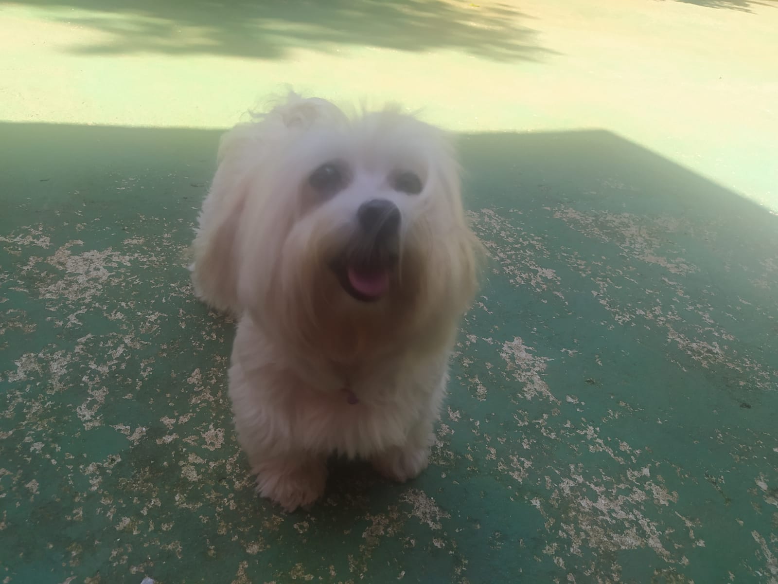 Foto do dia 27/03/2026 11:11  na clínica Animal House