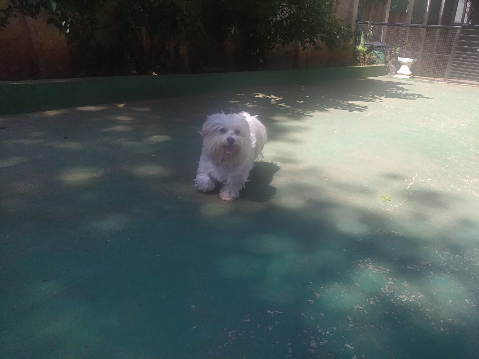 Foto do dia 27/03/2026 11:11  na clínica Animal House