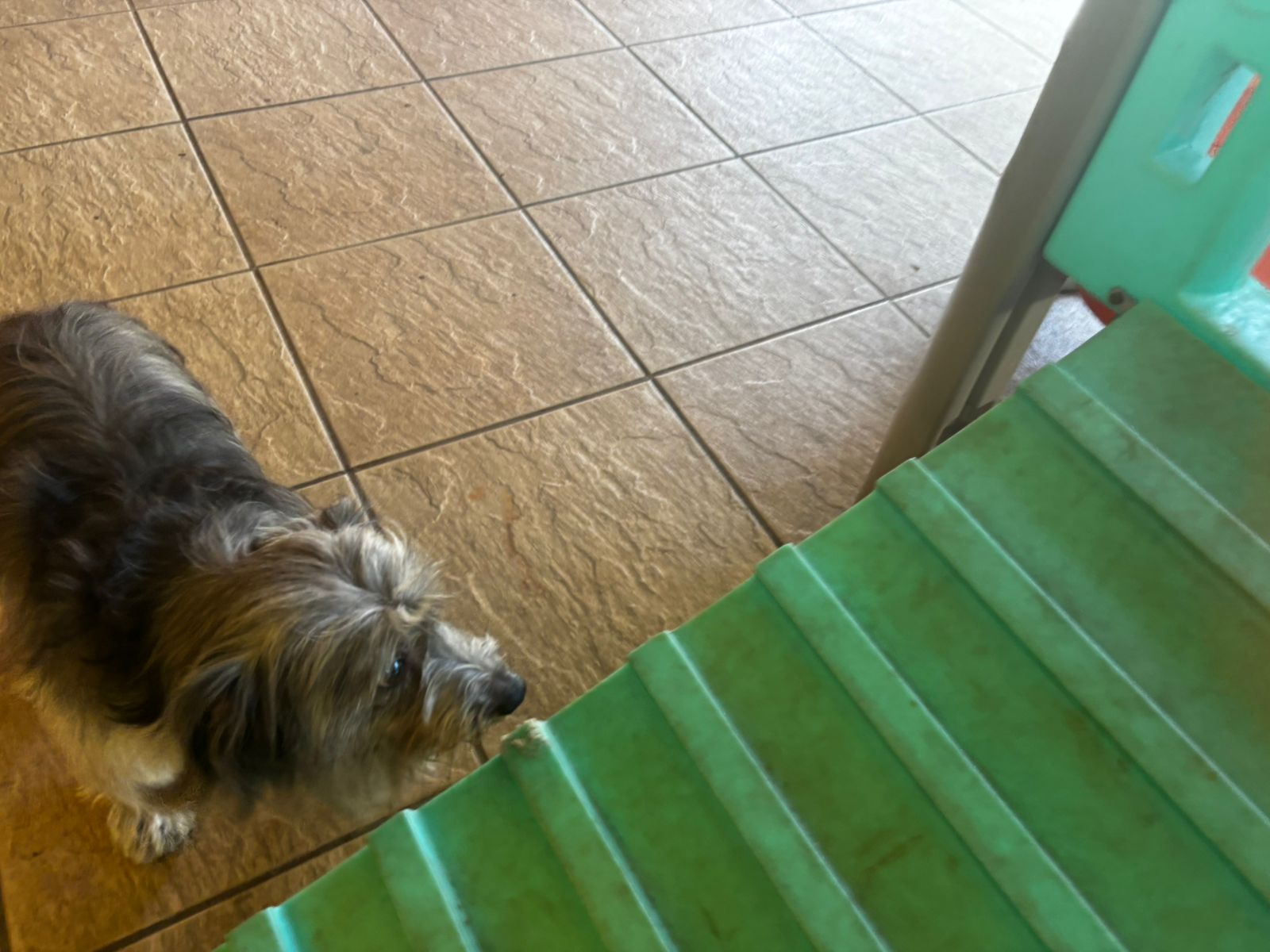 Foto do dia 27/03/2026 11:18  na clínica Animal House