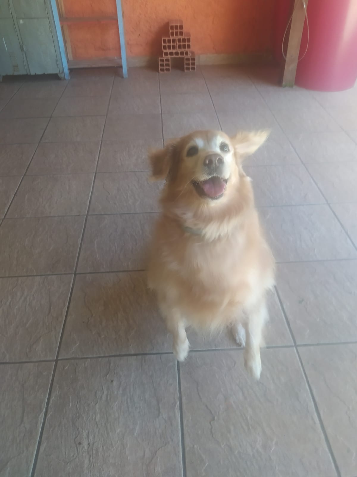 Foto do dia 27/03/2026 11:32  na clínica Animal House