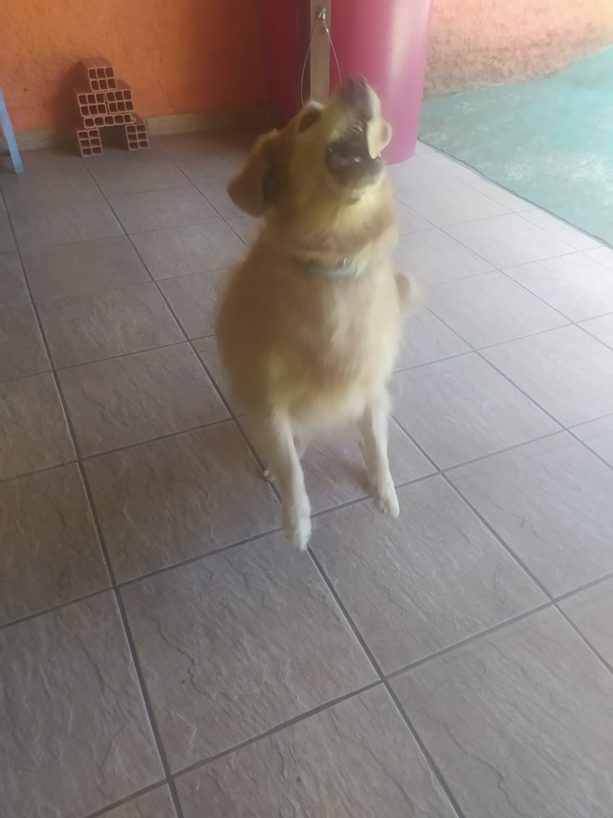 Foto do dia 27/03/2026 11:32  na clínica Animal House