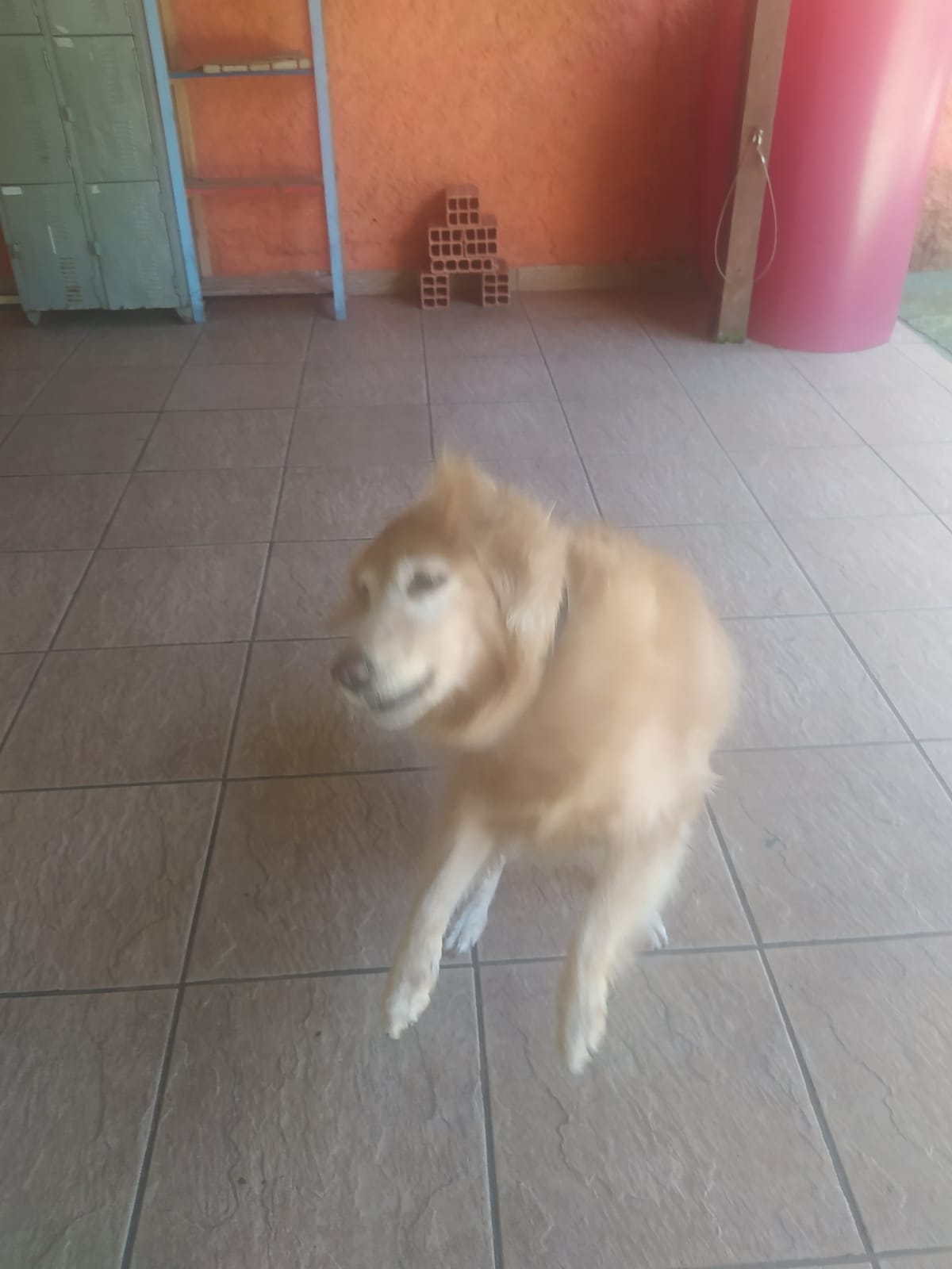 Foto do dia 27/03/2026 11:32  na clínica Animal House