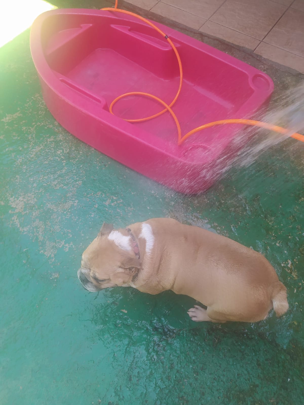 Foto do dia 27/03/2026 11:43  na clínica Animal House