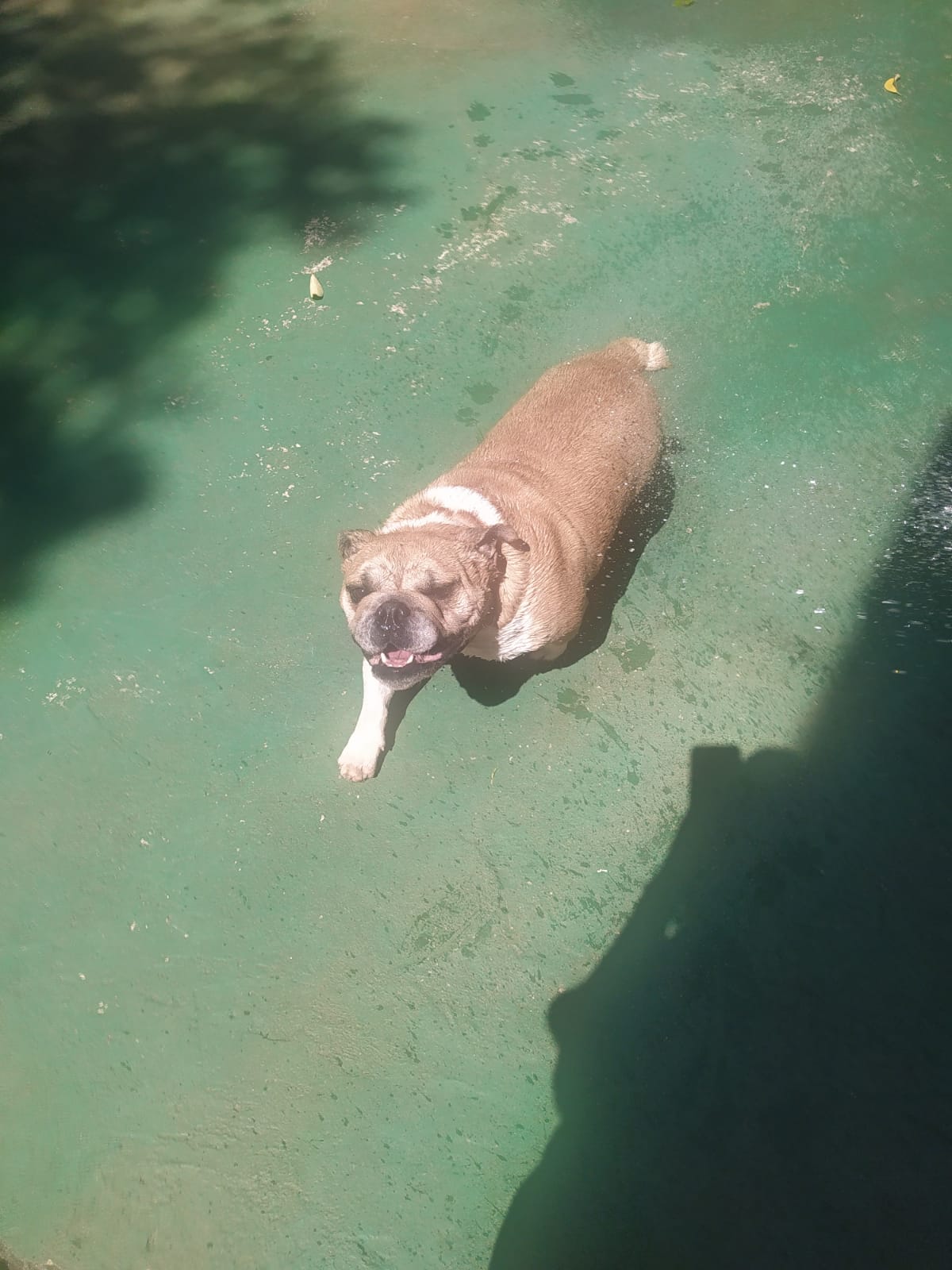 Foto do dia 27/03/2026 11:43  na clínica Animal House