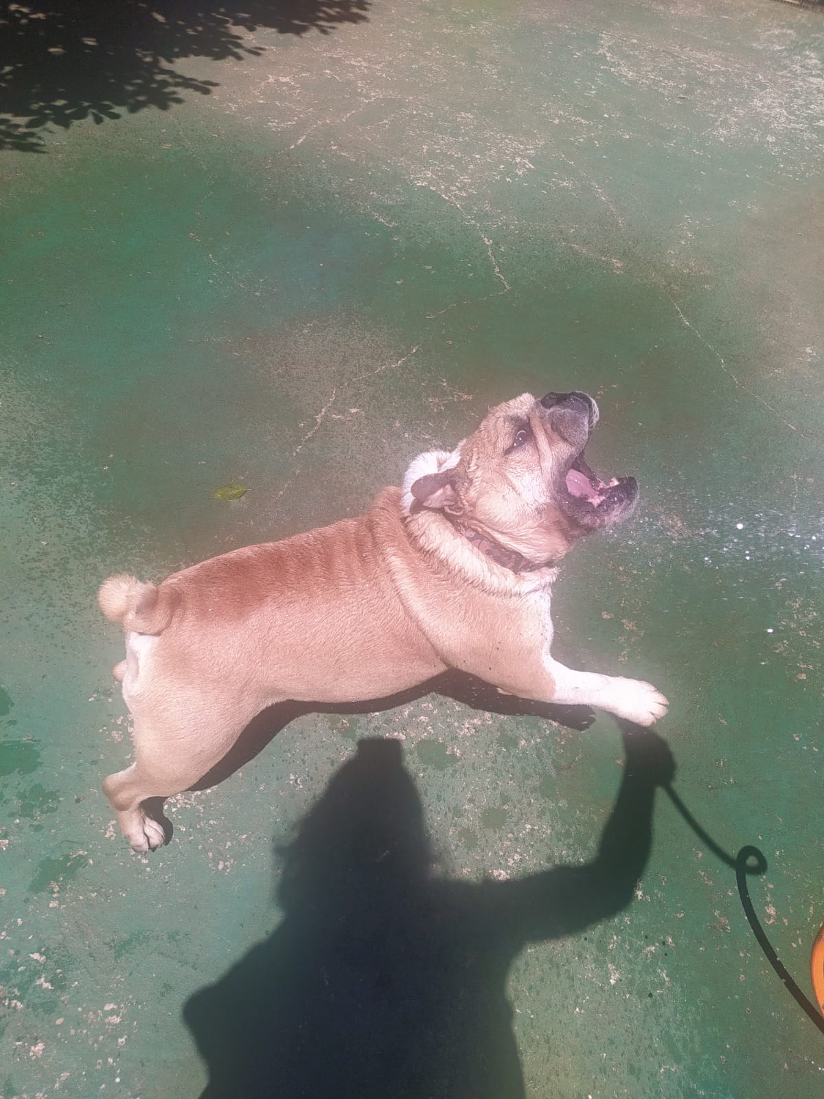 Foto do dia 27/03/2026 11:43  na clínica Animal House