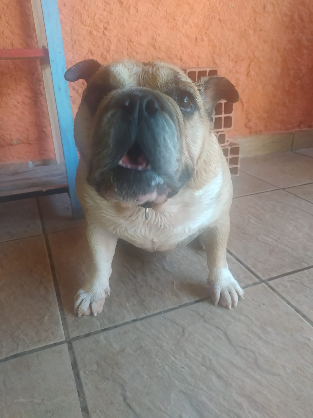 Foto do dia 27/03/2026 11:43  na clínica Animal House