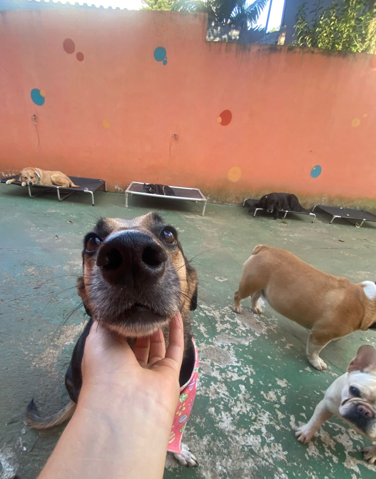 Foto do dia 27/03/2026 16:22  na clínica Animal House