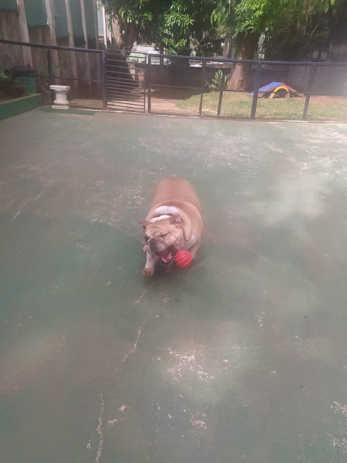 Foto do dia 30/03/2026 09:55  na clínica Animal House