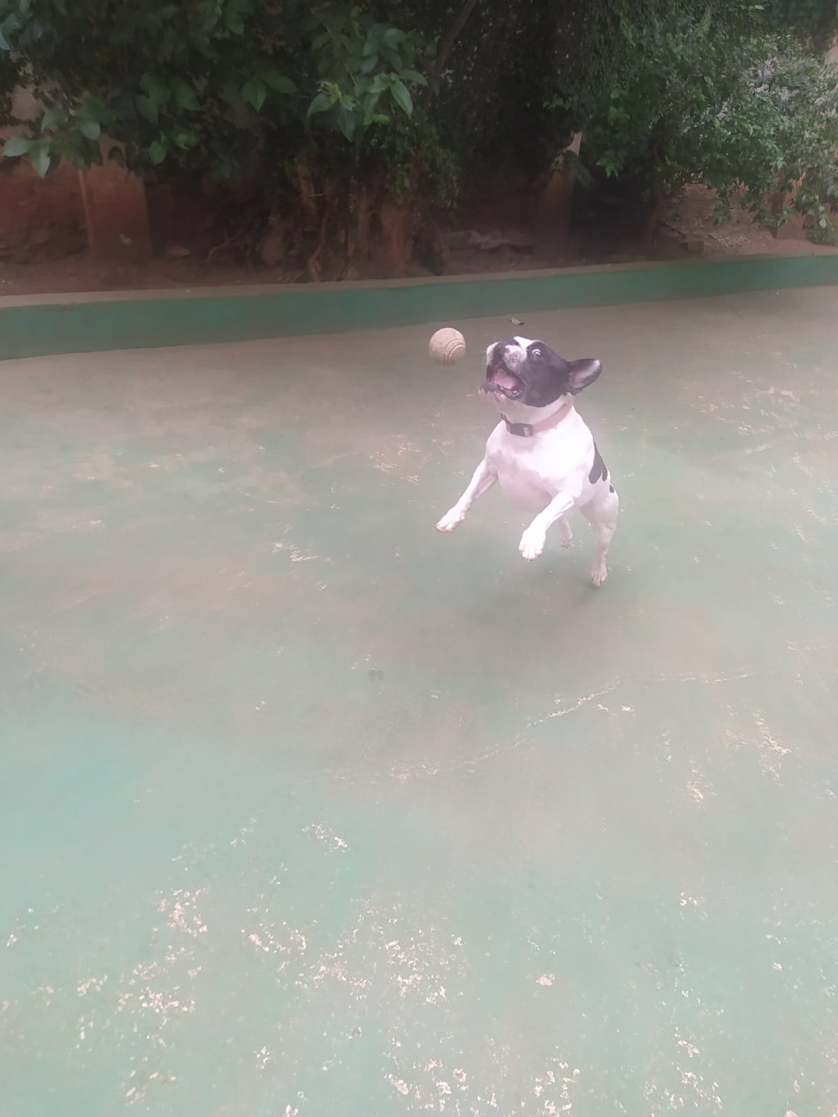 Foto do dia 30/03/2026 10:22  na clínica Animal House