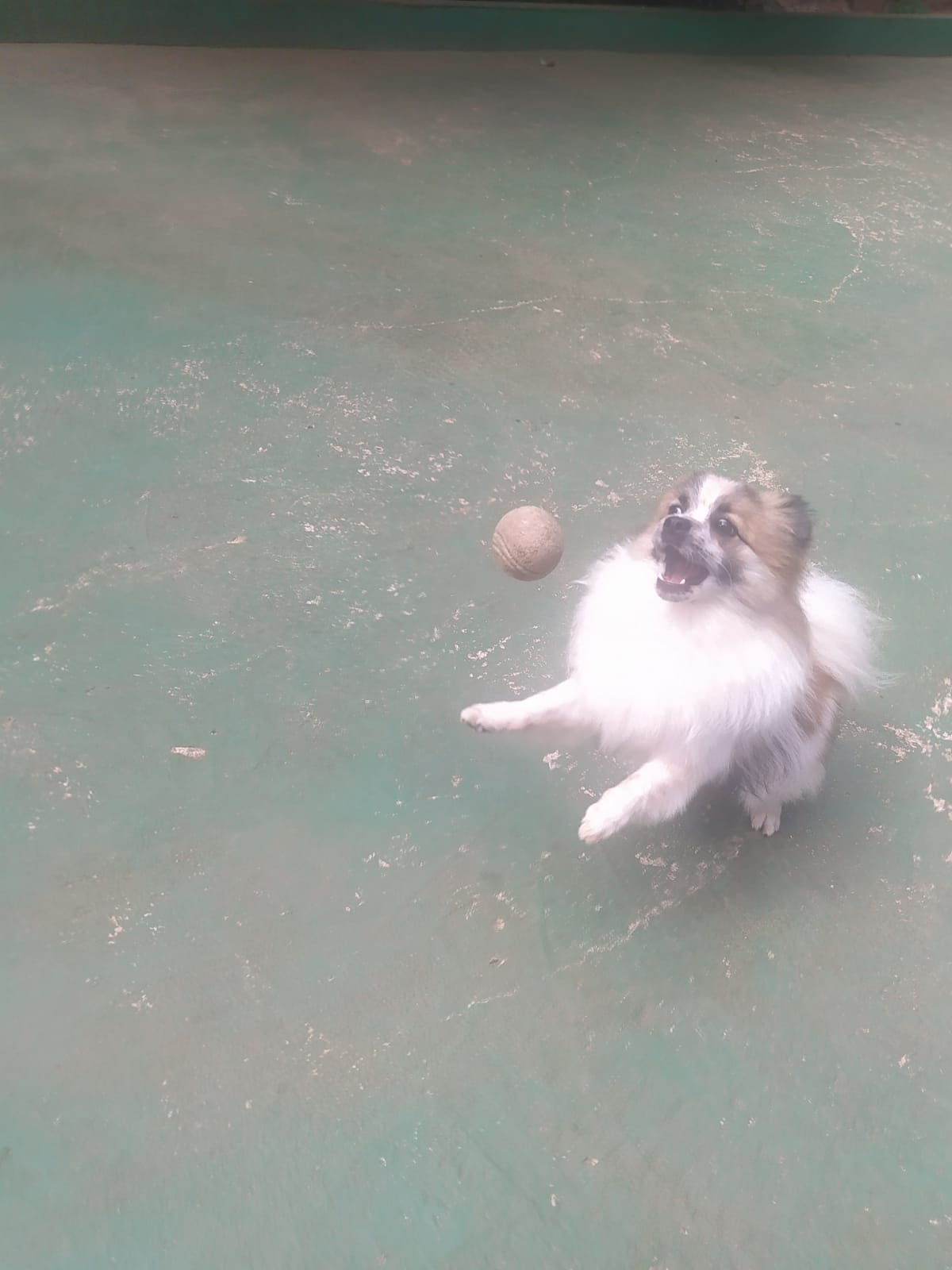 Foto do dia 30/03/2026 10:56  na clínica Animal House