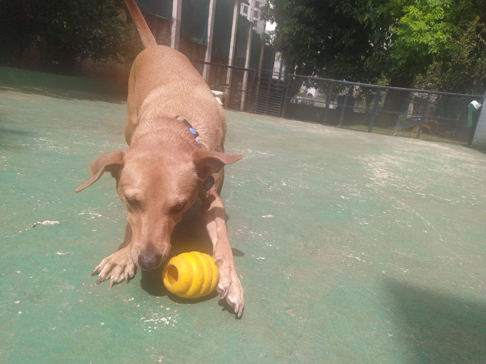 Foto do dia 30/03/2026 11:30  na clínica Animal House