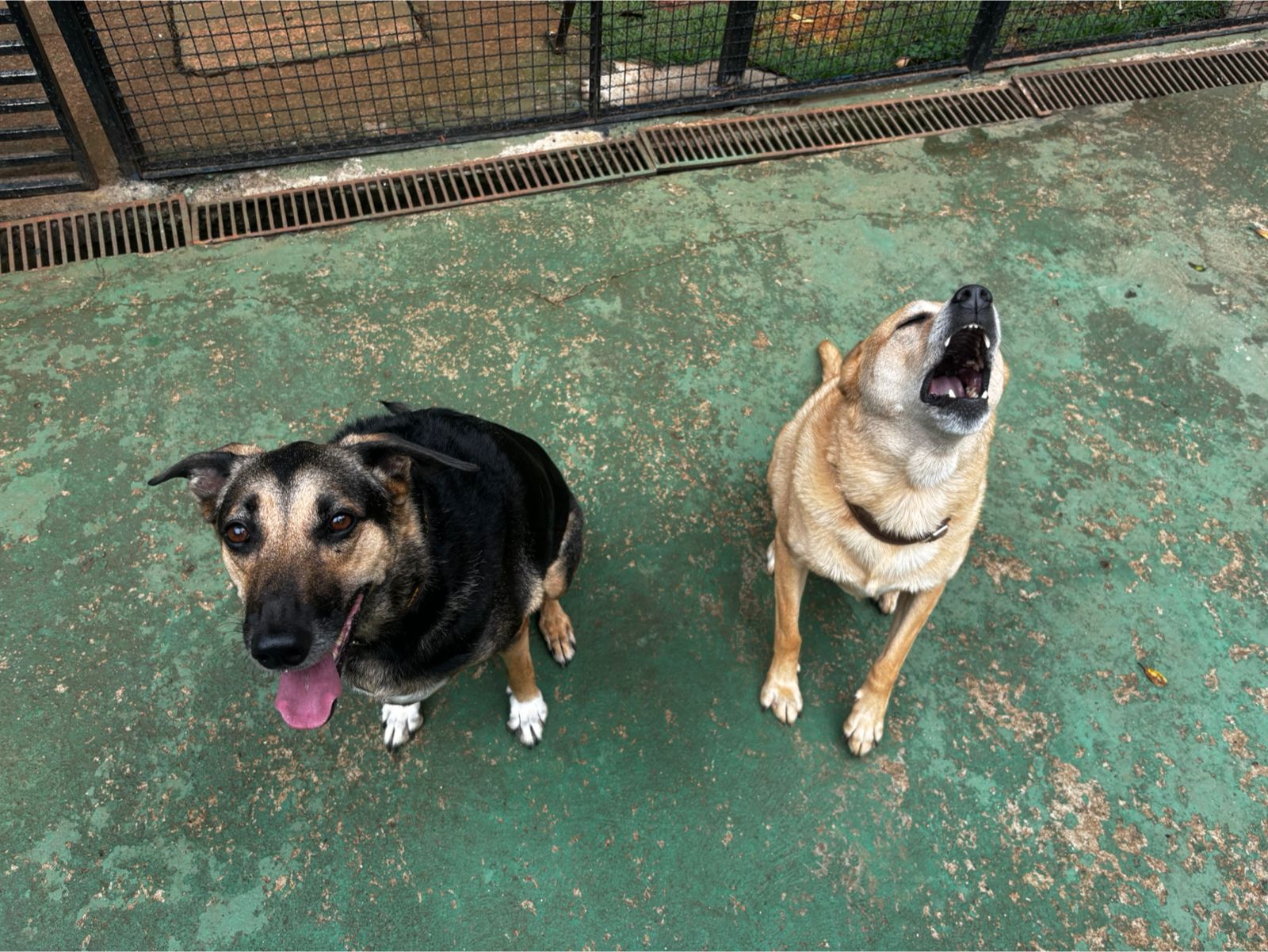 Foto do dia 31/03/2026 11:47  na clínica Animal House