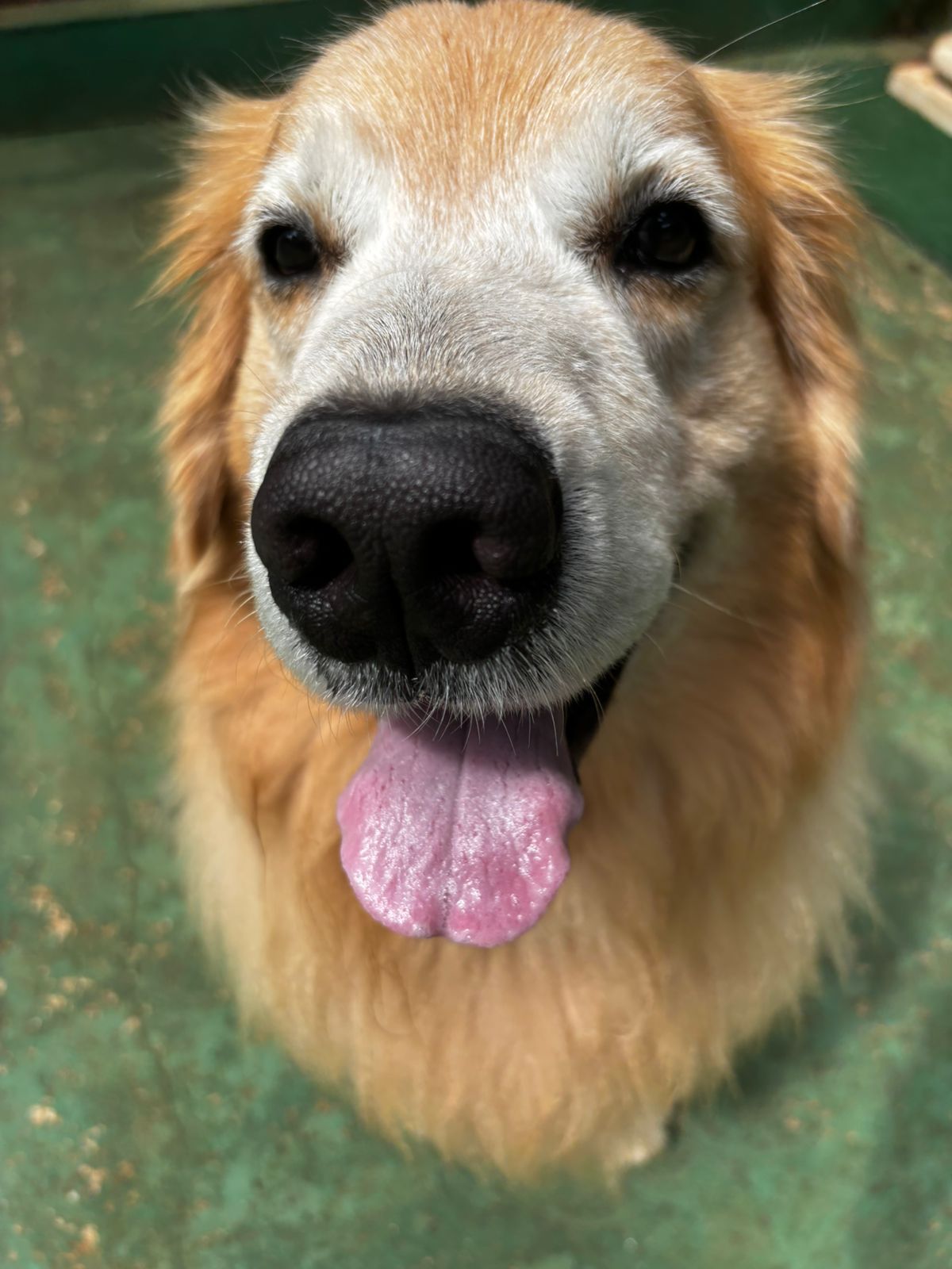 Foto do dia 31/03/2026 11:47  na clínica Animal House