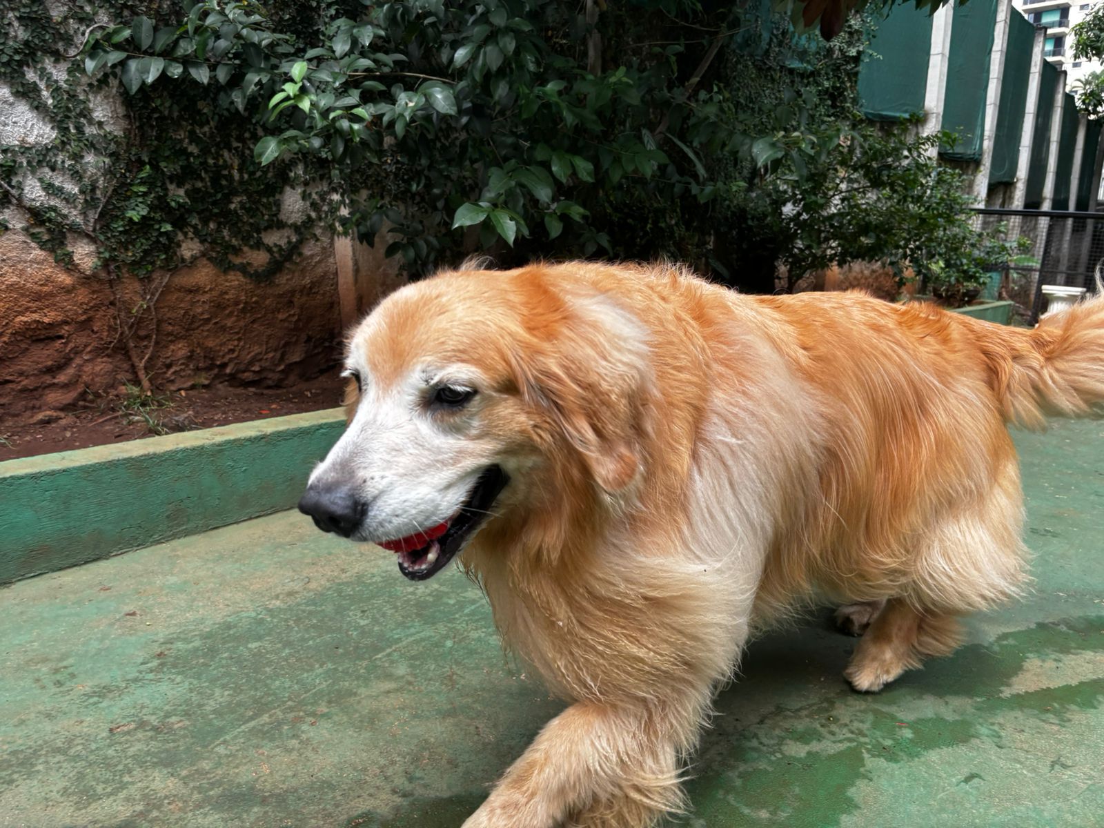 Foto do dia 31/03/2026 11:47  na clínica Animal House