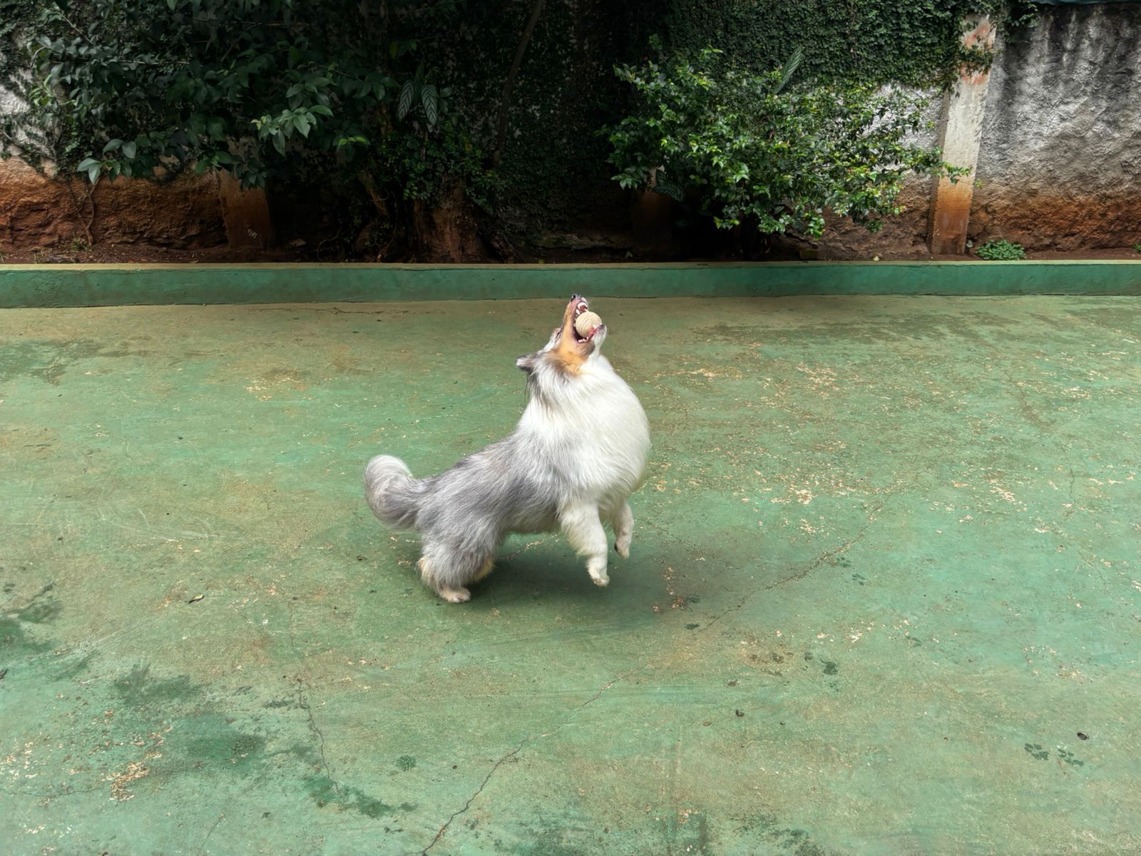 Foto do dia 31/03/2026 11:59  na clínica Animal House