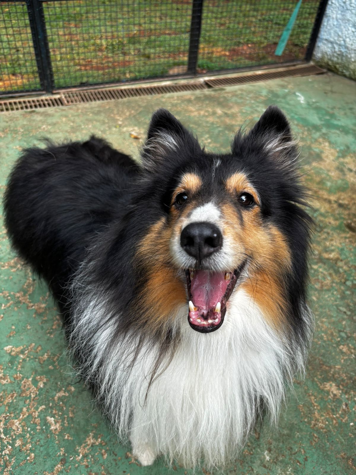 Foto do dia 31/03/2026 12:01  na clínica Animal House