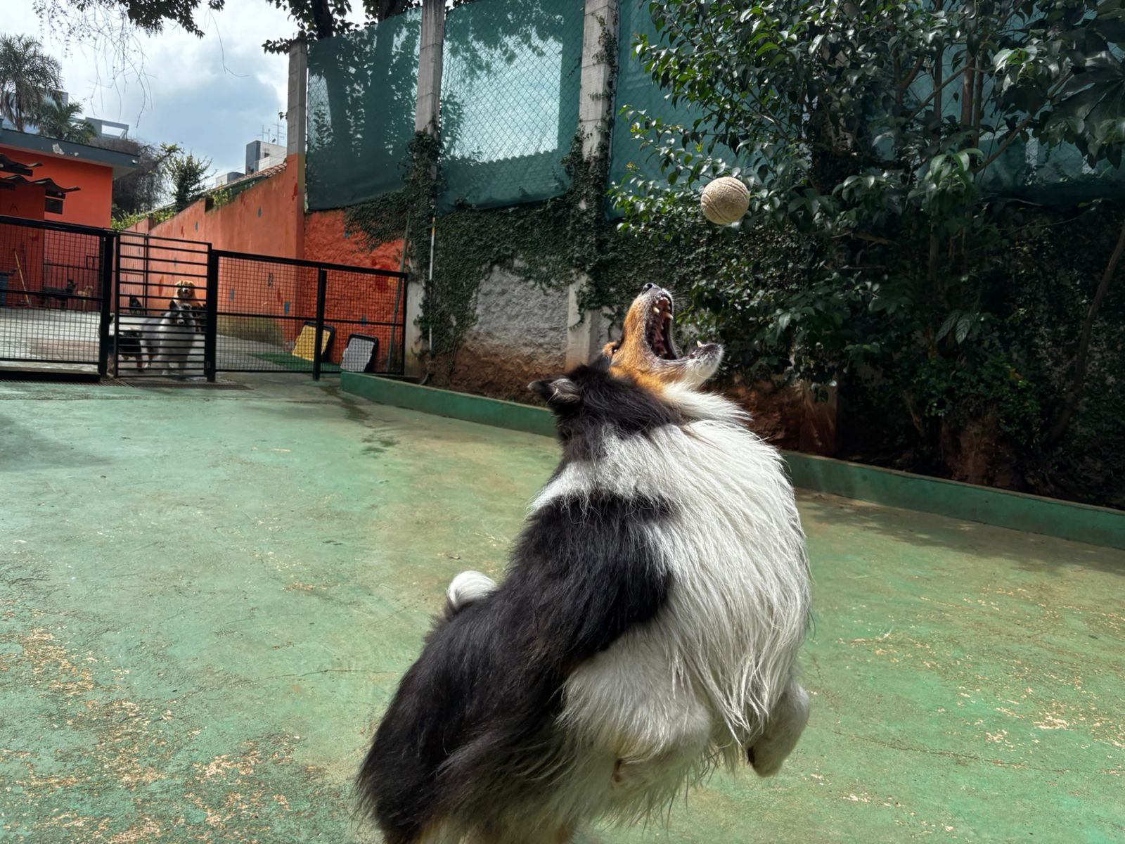 Foto do dia 31/03/2026 12:01  na clínica Animal House