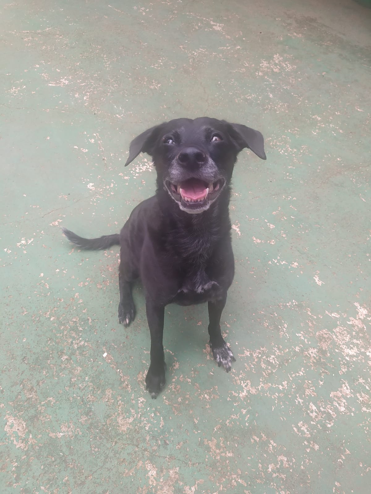 Foto do dia 31/03/2026 12:32  na clínica Animal House