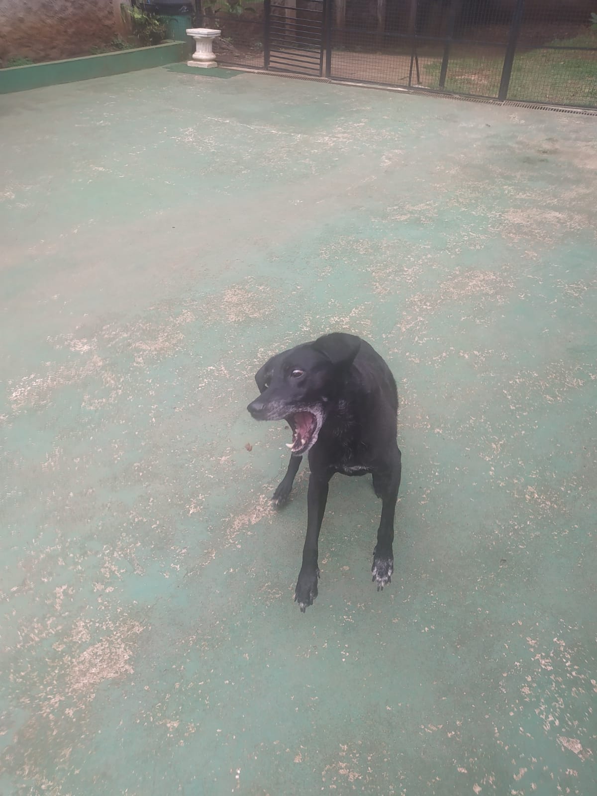 Foto do dia 31/03/2026 12:32  na clínica Animal House