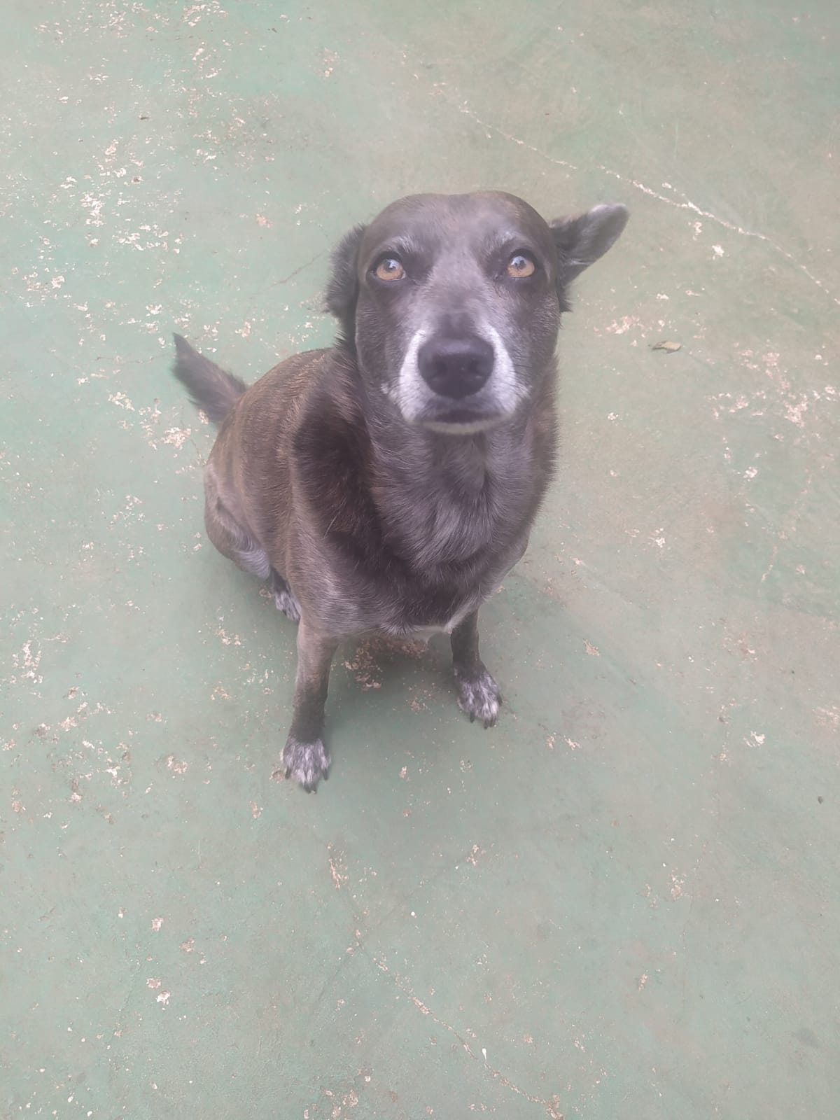 Foto do dia 31/03/2026 12:32  na clínica Animal House