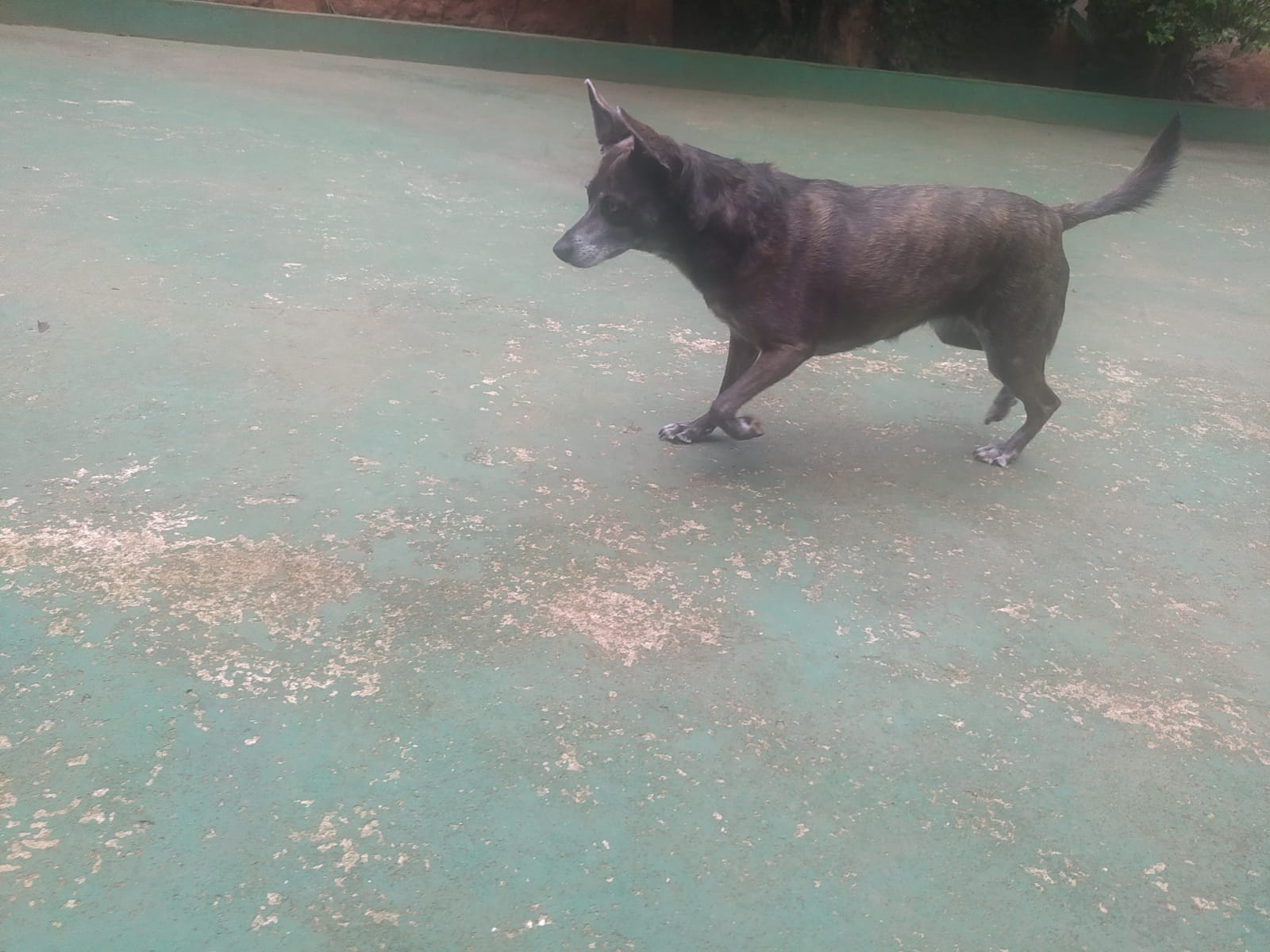 Foto do dia 31/03/2026 12:32  na clínica Animal House