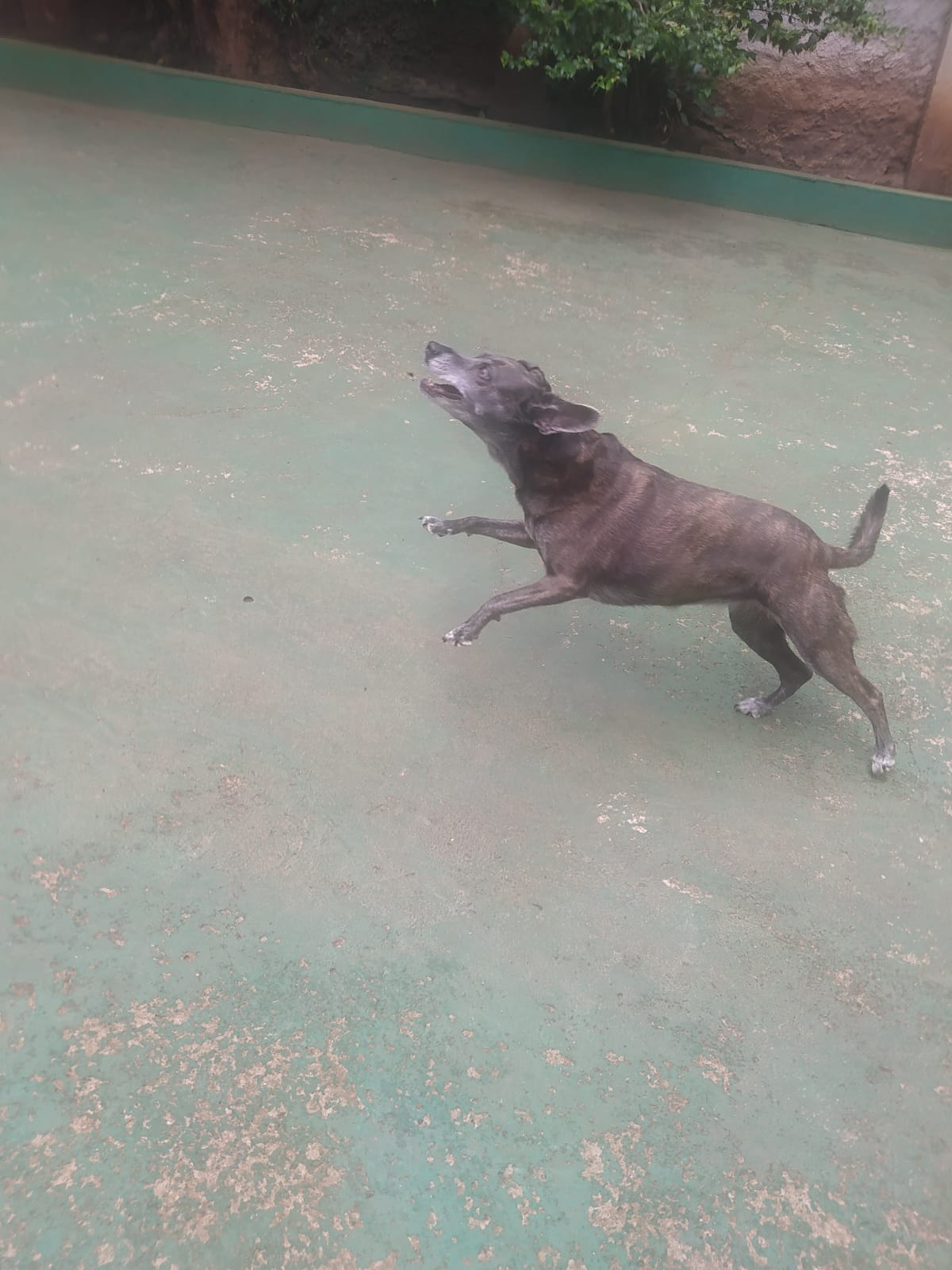 Foto do dia 31/03/2026 12:32  na clínica Animal House