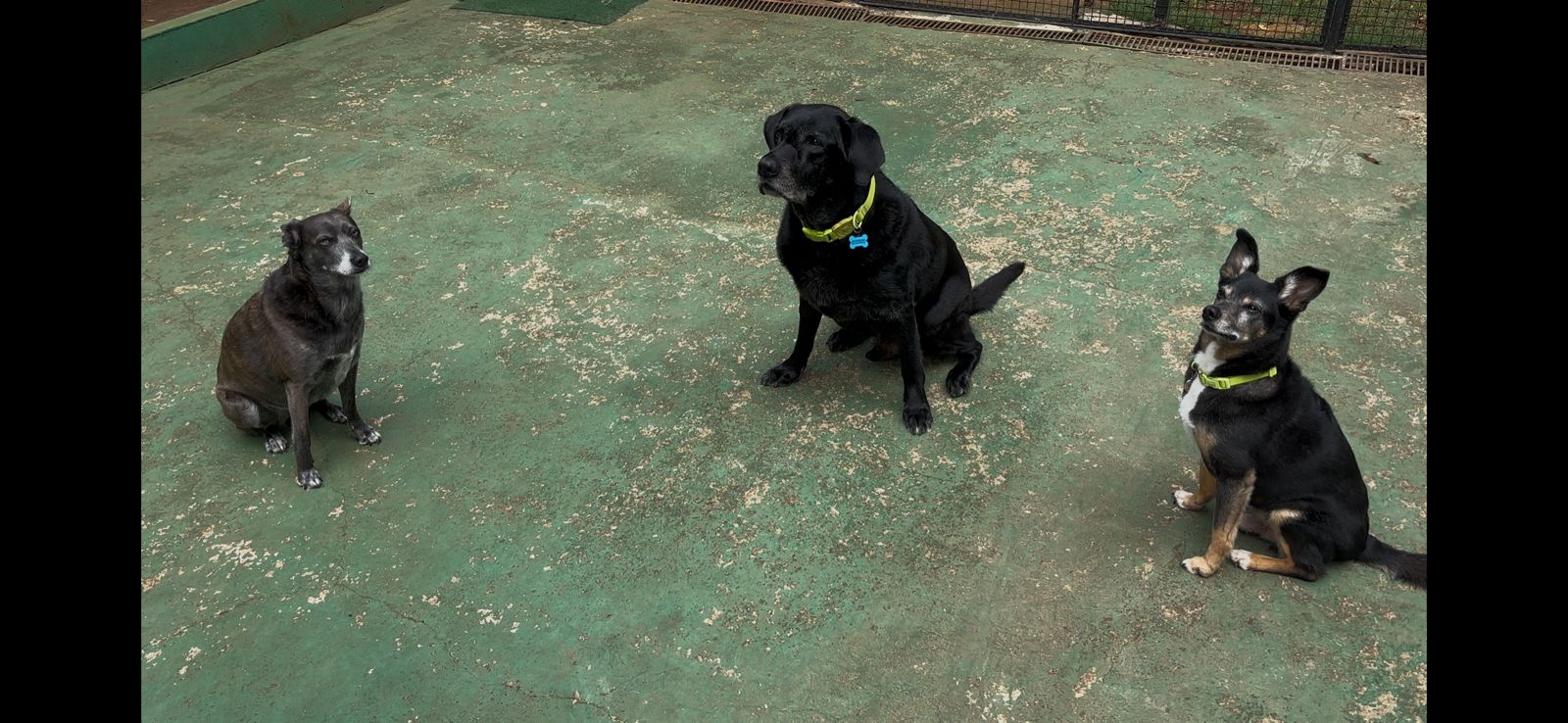 Foto do dia 31/03/2026 12:33  na clínica Animal House