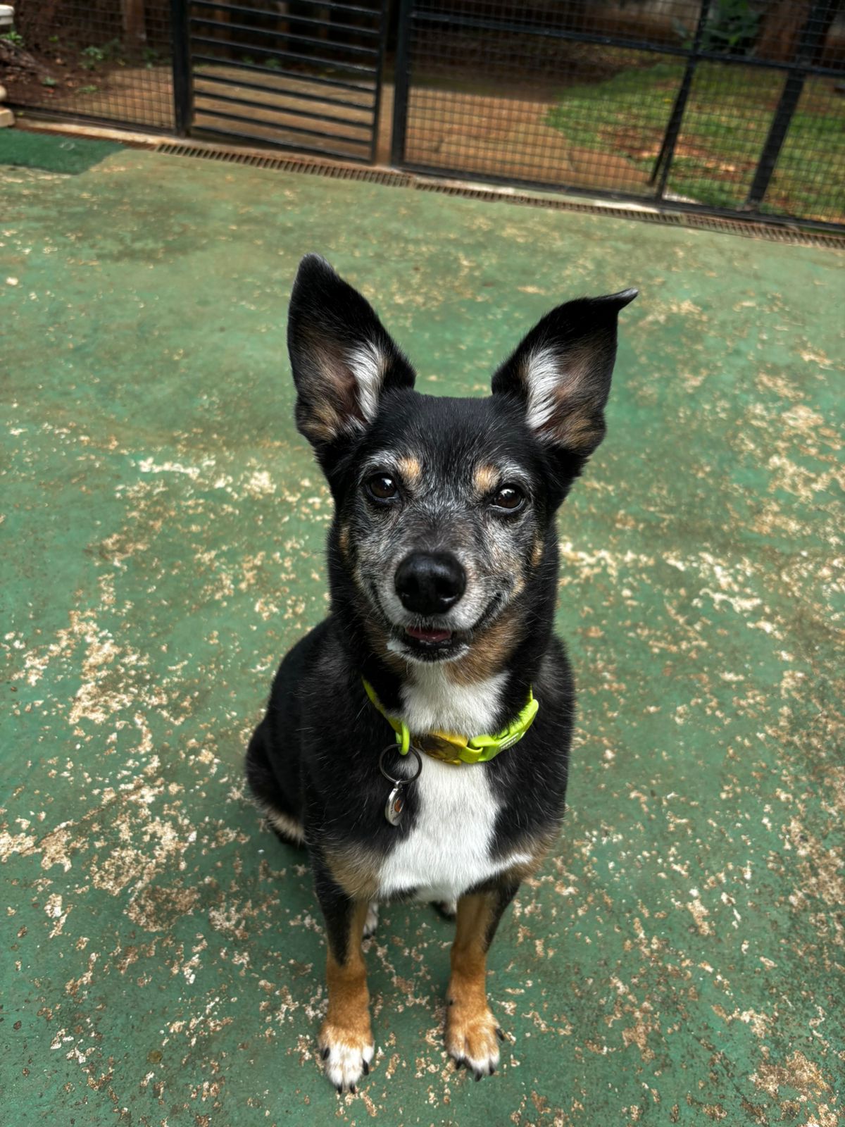 Foto do dia 31/03/2026 12:40  na clínica Animal House